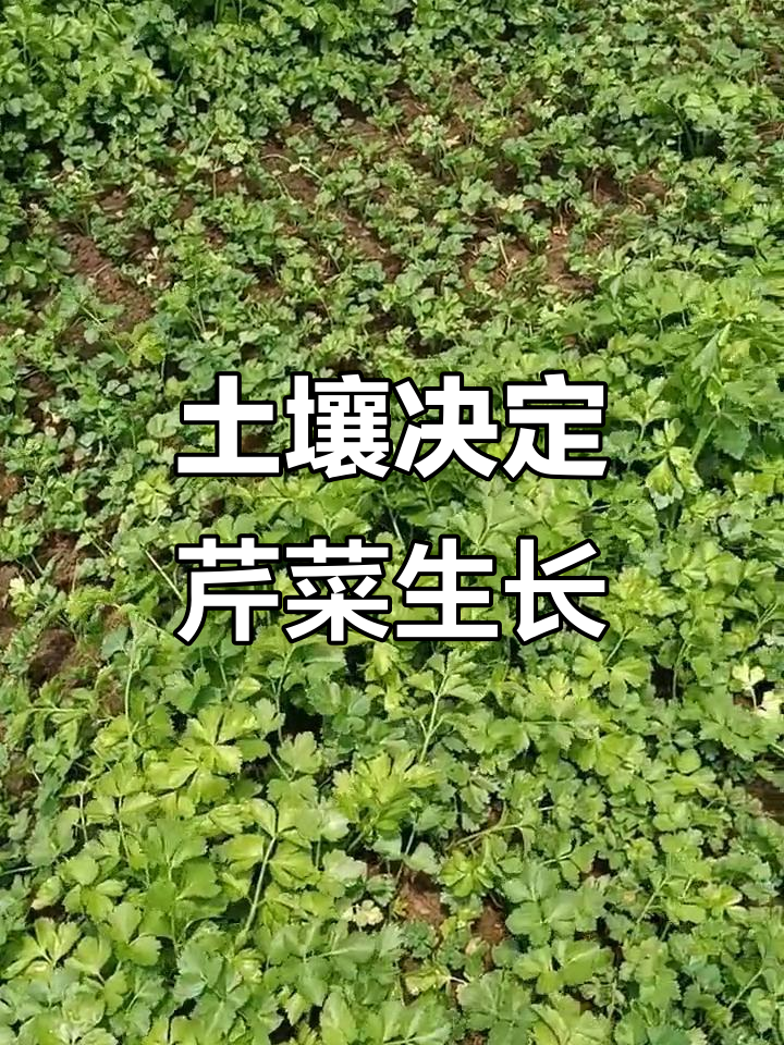 同样的地,管理一样,芹菜长势却大不同
