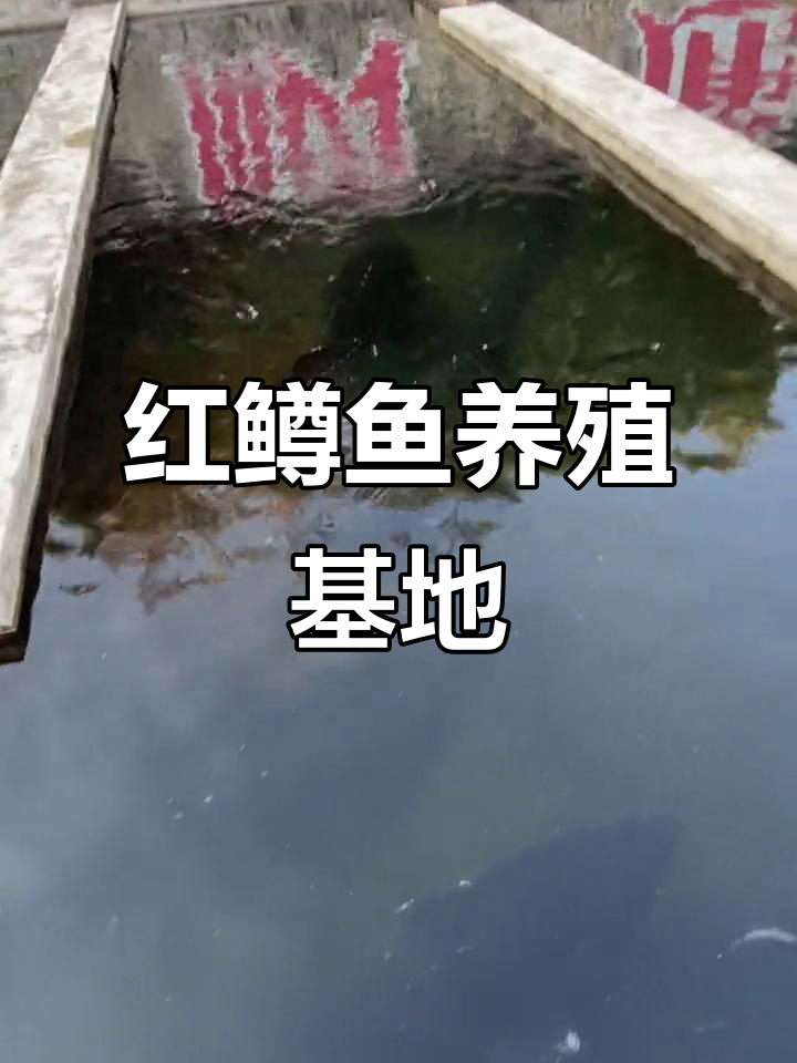 怀柔红鳟鱼养殖基地探秘,金樽与正楷同游