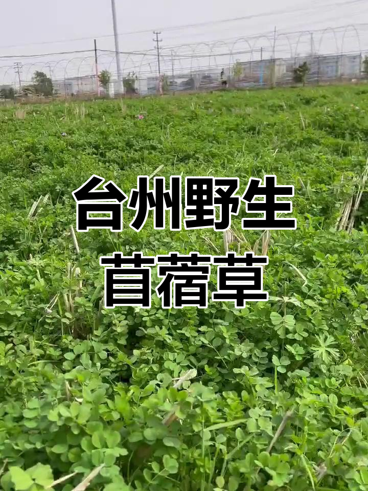 浙江台州野生苜蓿草,天然美味可炒年糕