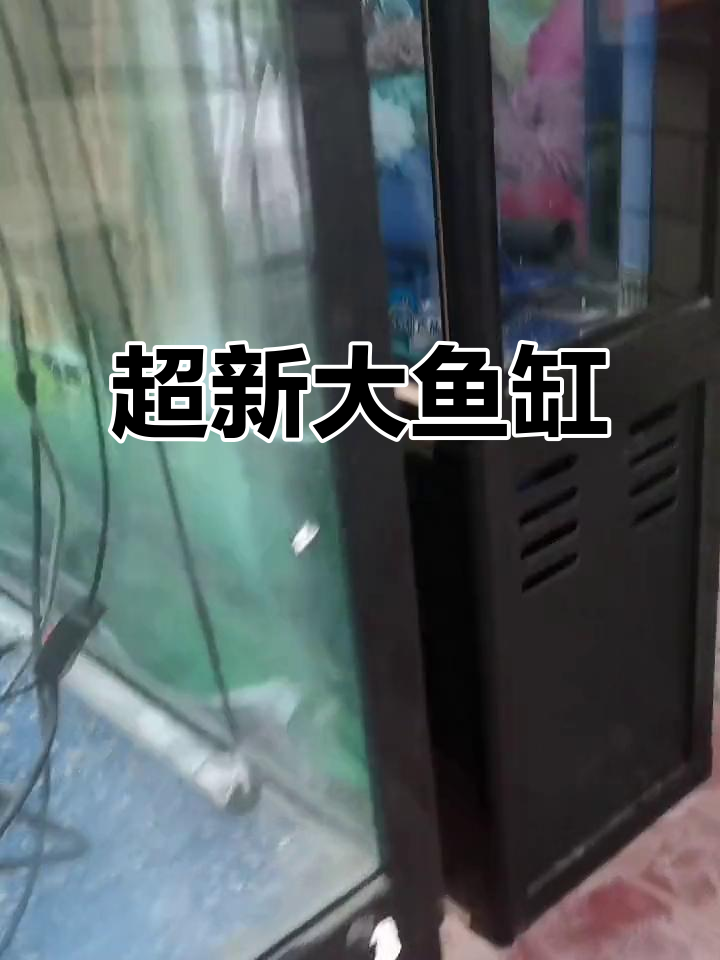 超大鱼缸来啦!龙鱼游动超美,养心又养眼