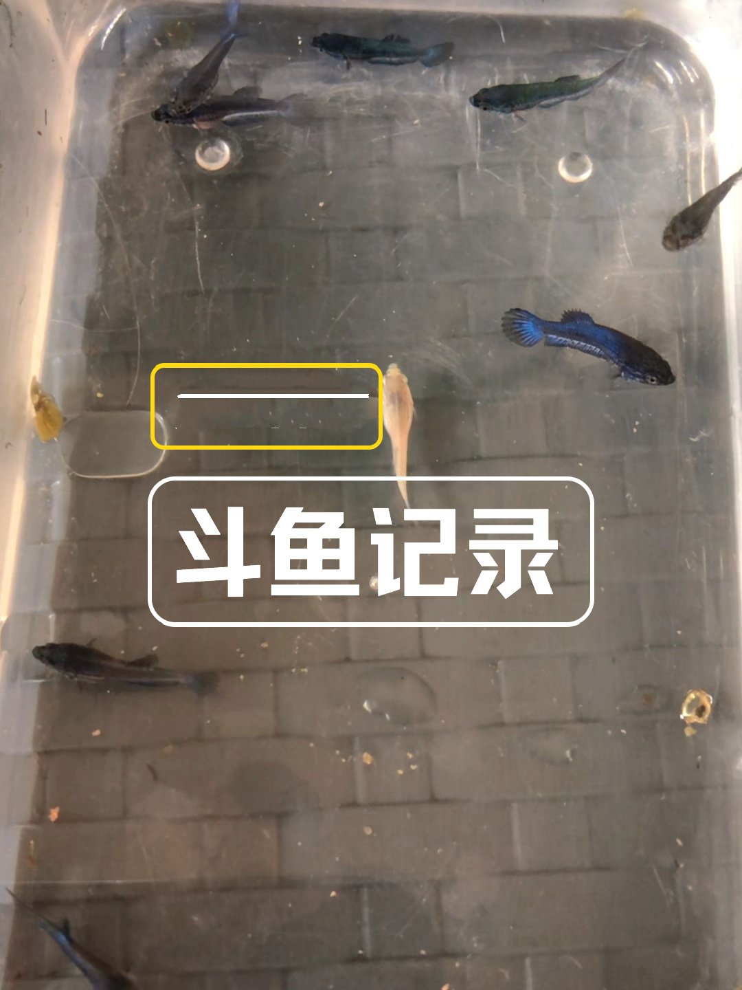 斗鱼宝宝什么时候能分出公母啊!