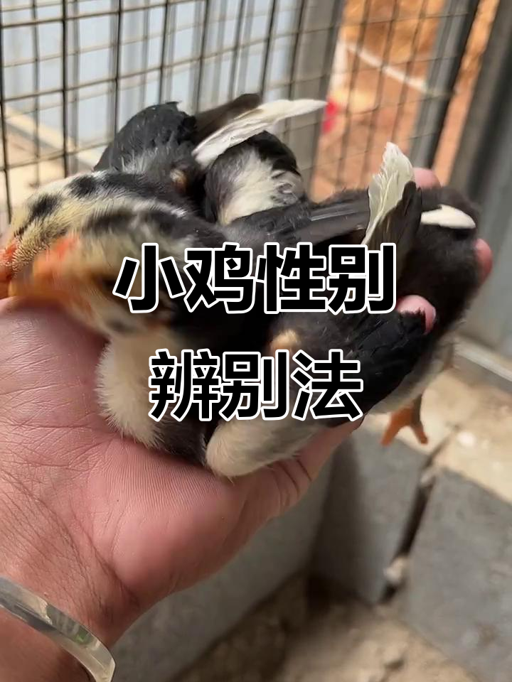 小鸡公母分辨技巧,翅膀一长一短有玄机
