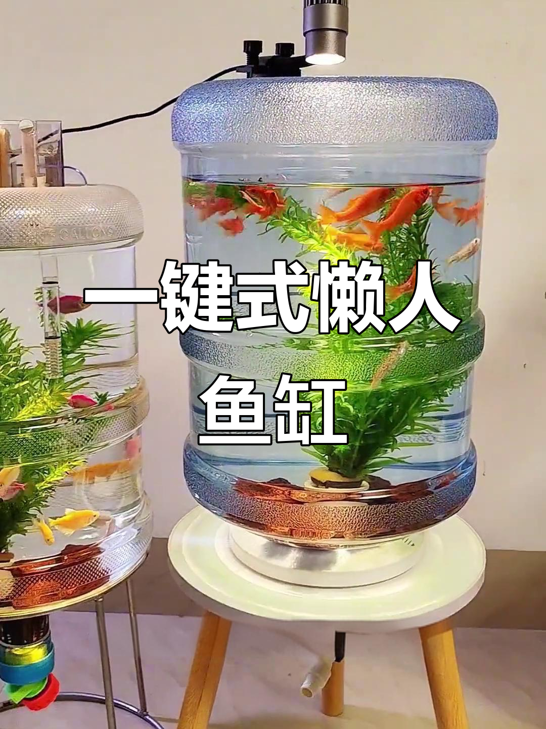 纯净水桶变鱼缸,一键排污换水,懒人养鱼更轻松