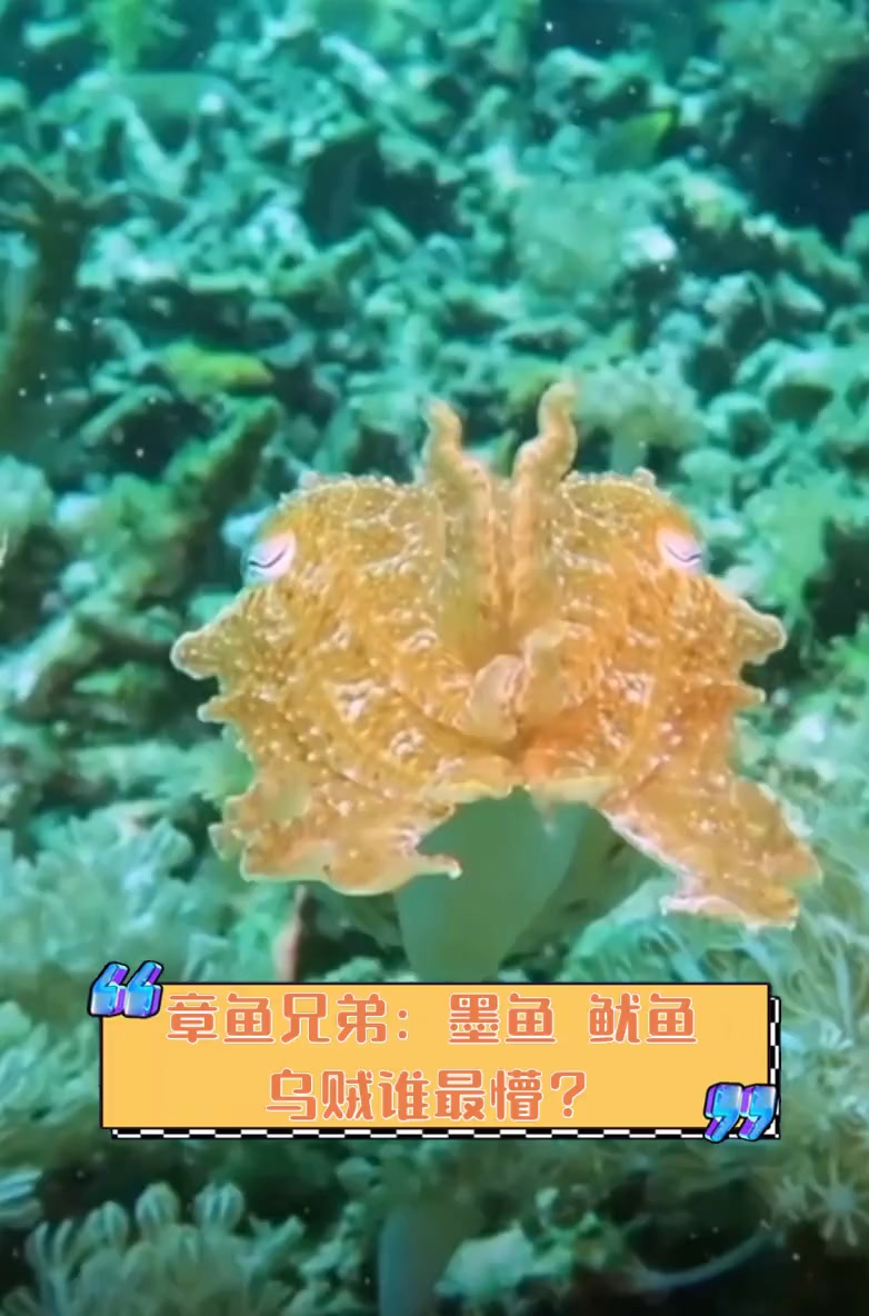 章鱼兄弟:墨鱼,鱿鱼,乌贼谁最懵?