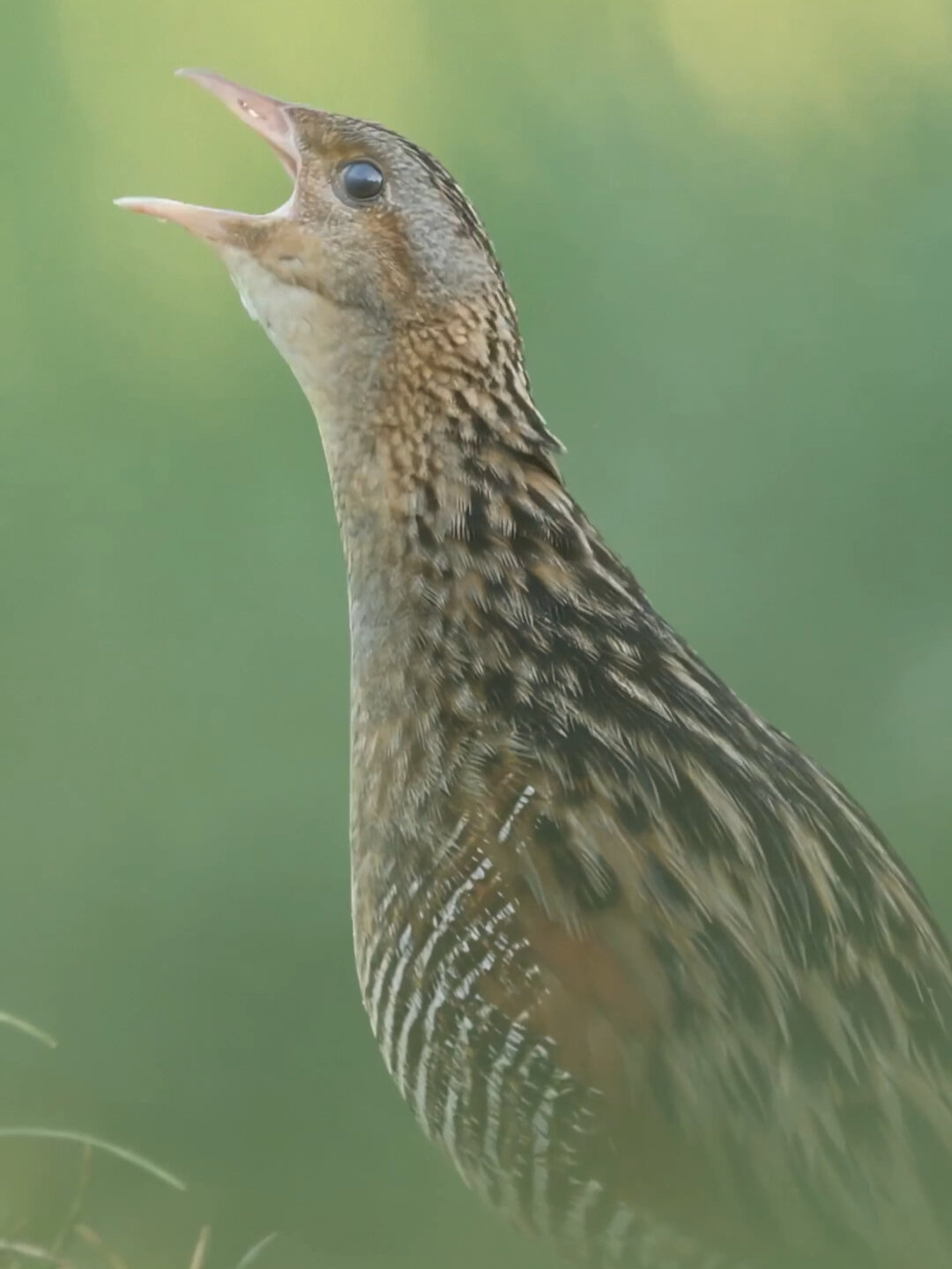 秧鸡的破嗓子叫声