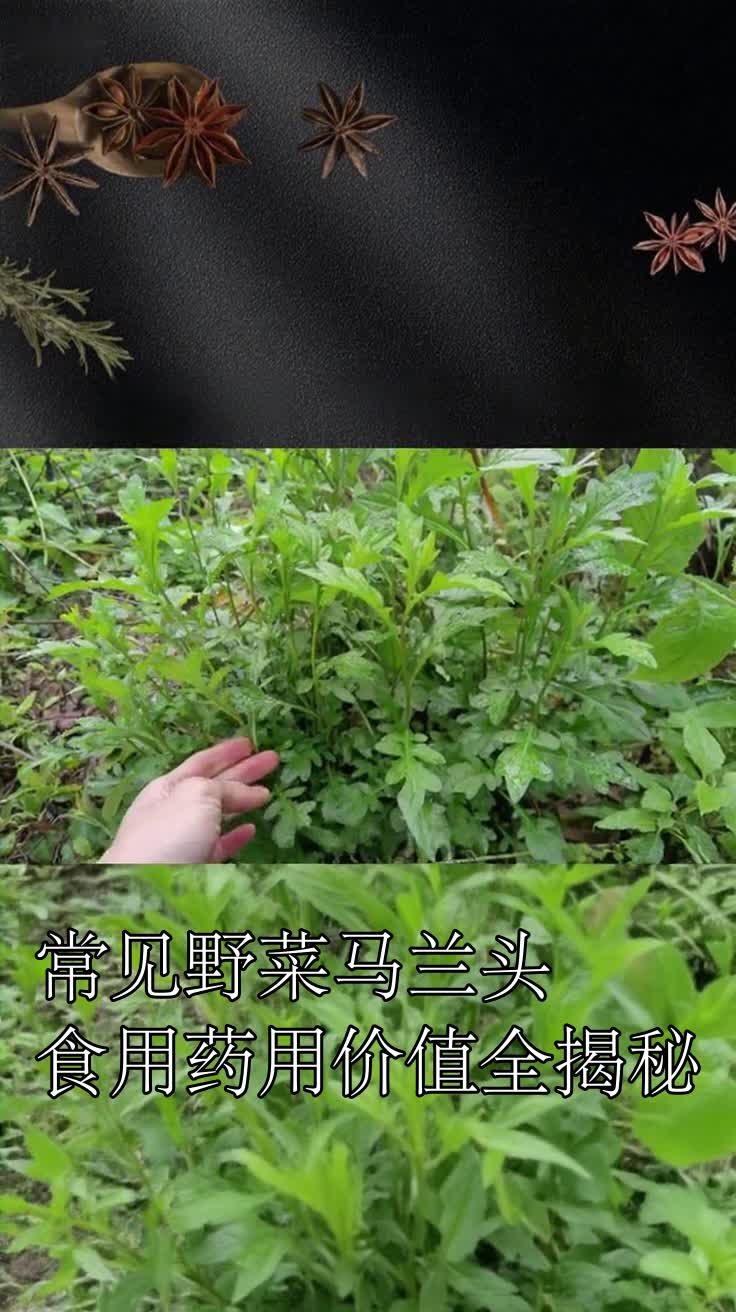 常见野菜马兰头食用药用价值全揭秘