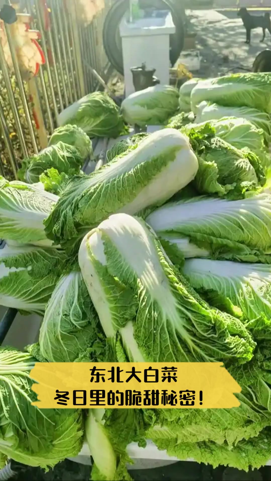 东北大白菜,冬日里的脆甜秘密!
