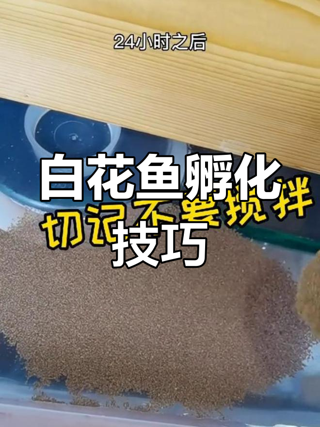 白化小鱼孵化全过程揭秘