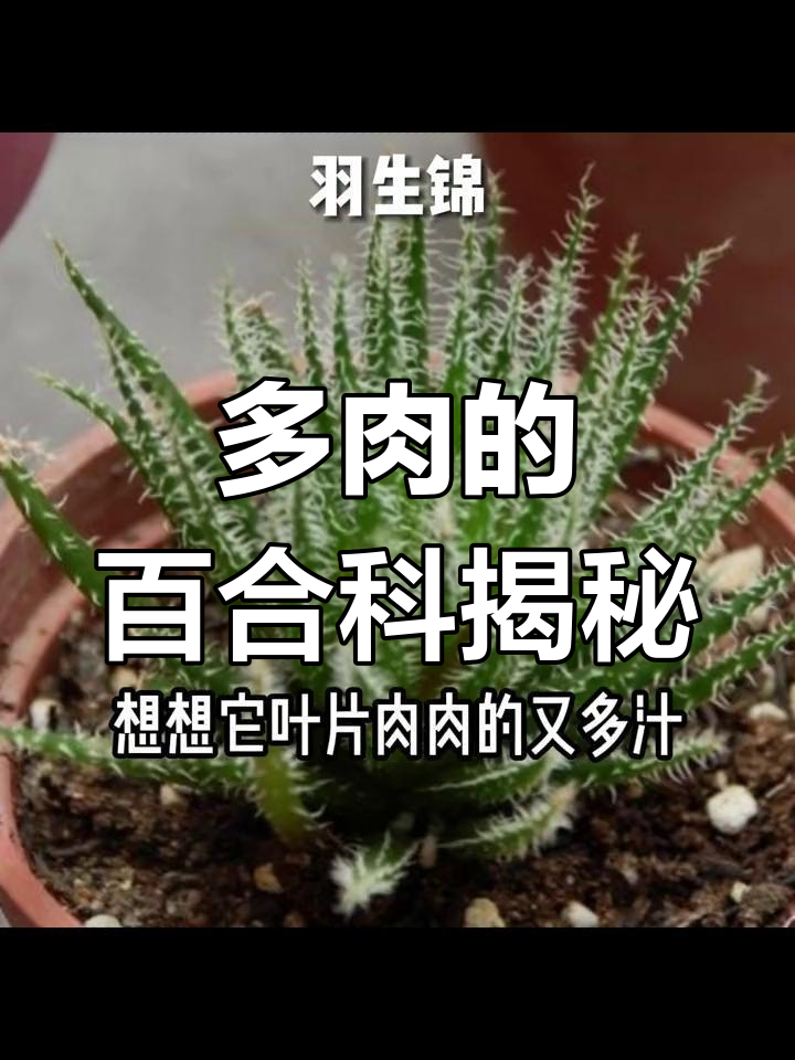 芦荟和十二卷:多肉植物的秘密窗