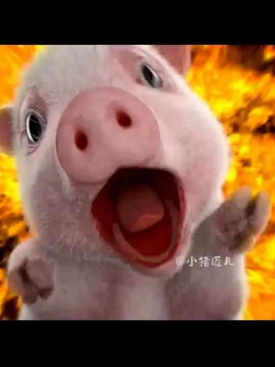 小猪迈儿经典表情包,被你们收来了!