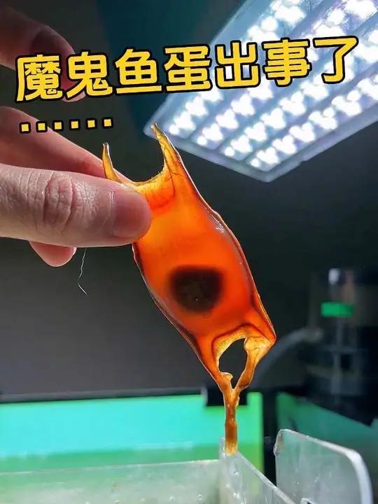 魔鬼鱼卵出事了……