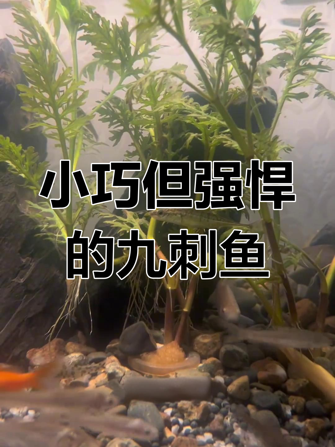 中华九刺鱼:看似小巧却凶猛的东北特产