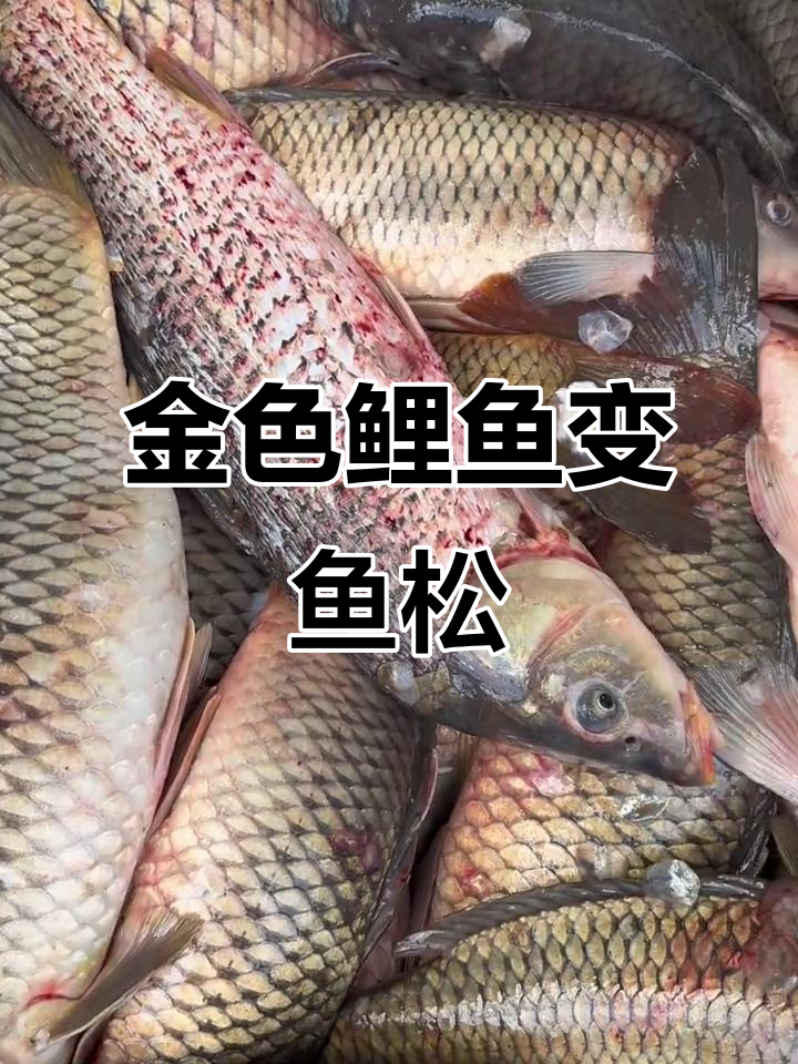 乌苏里江金色鲤鱼做松,渔民手工技艺大揭秘