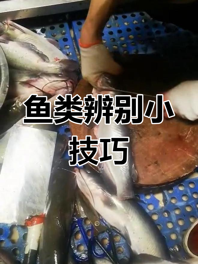 江团鱼与鲶鱼的差别,别搞错哦!