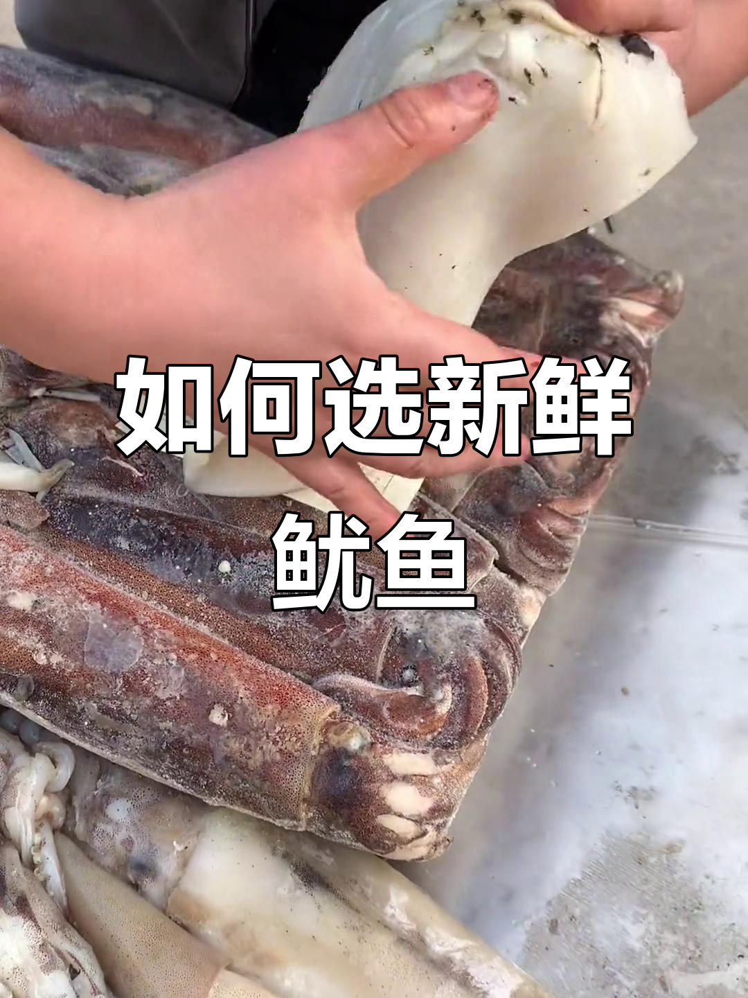 新鲜鱿鱼处理技巧大揭秘,教你如何挑选和处理最优质的鱿鱼
