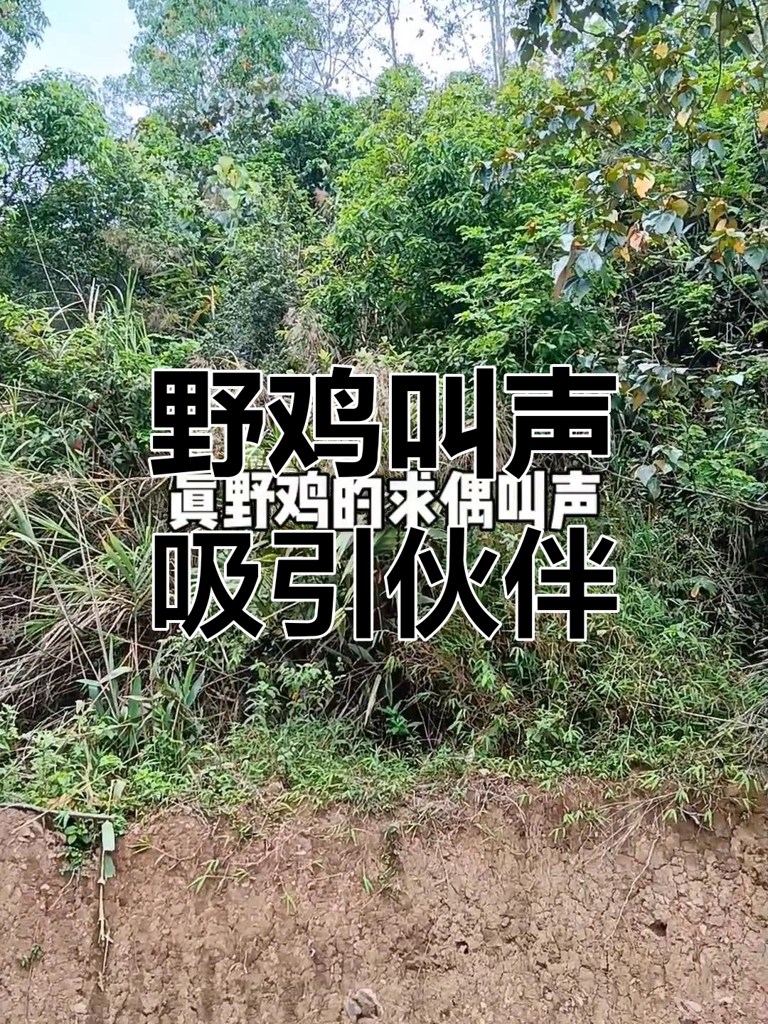 野鸡呼唤同伴,叫声响彻山林