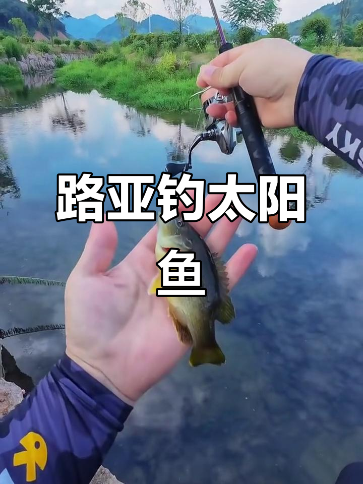 溪流路亚钓太阳鱼,色彩鲜艳让人惊艳