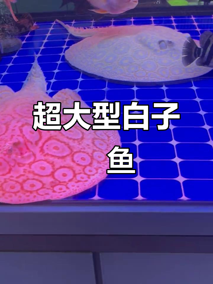 巨型白子魟鱼，能繁殖的台球大挑战