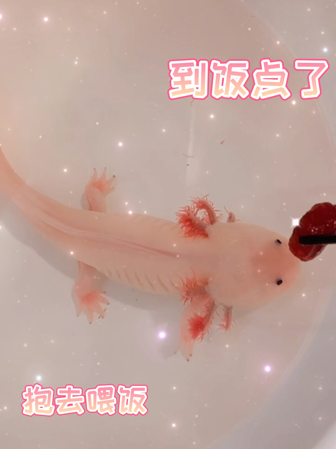 六角恐龙鱼干饭龙