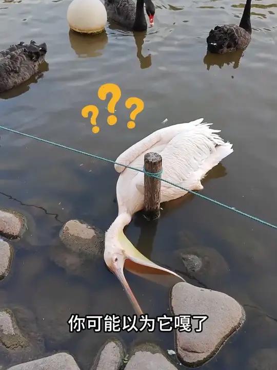 鹈鹕的嘴有多能装?除了鱼,居然连人都往里塞?主打一个来者不拒 #神奇动物 #动物科普 #鸟