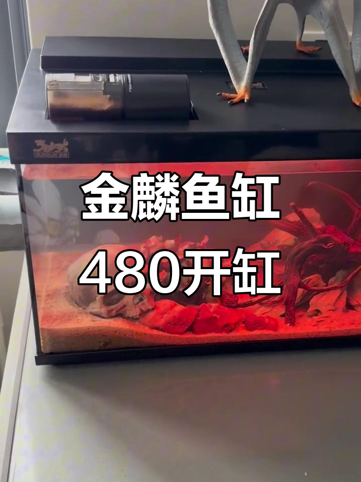 森森金麟鱼缸480开箱,全新水族体验!