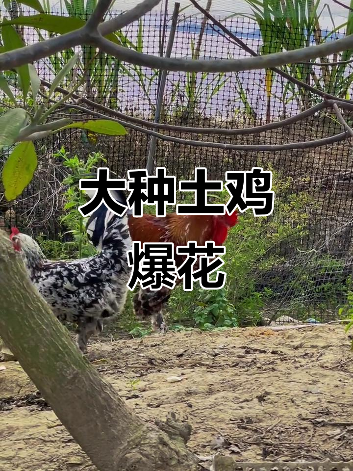 农村散养大花鸡,土味十足!