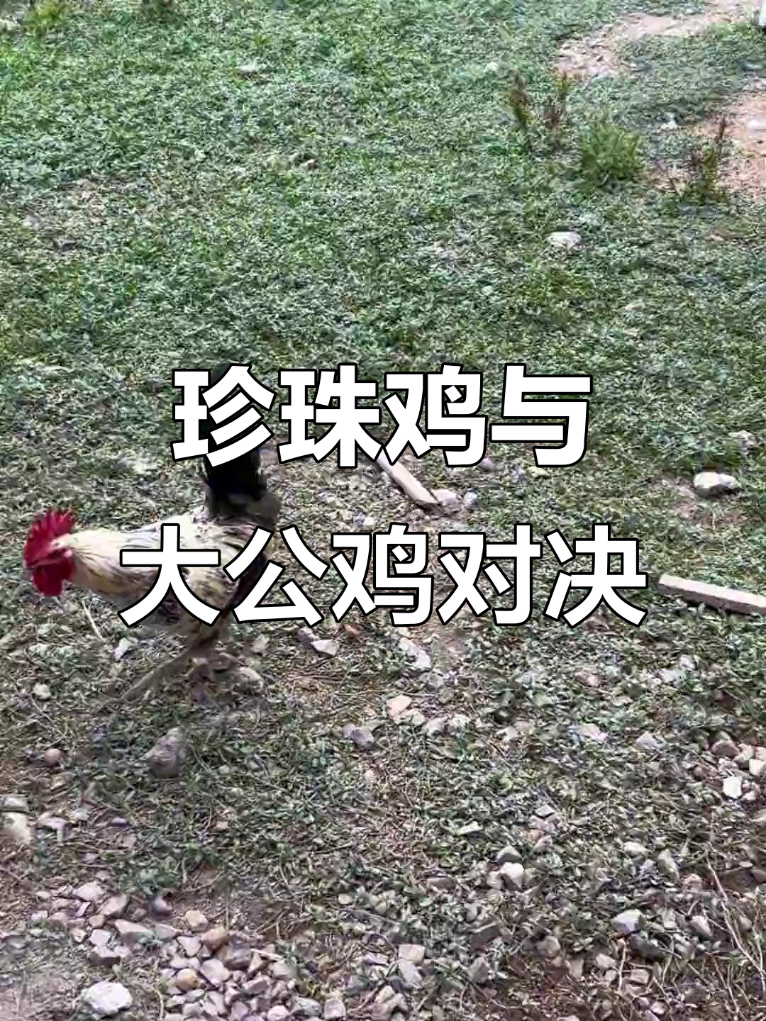 珍珠鸡大战公鸡，逃命现场太刺激！