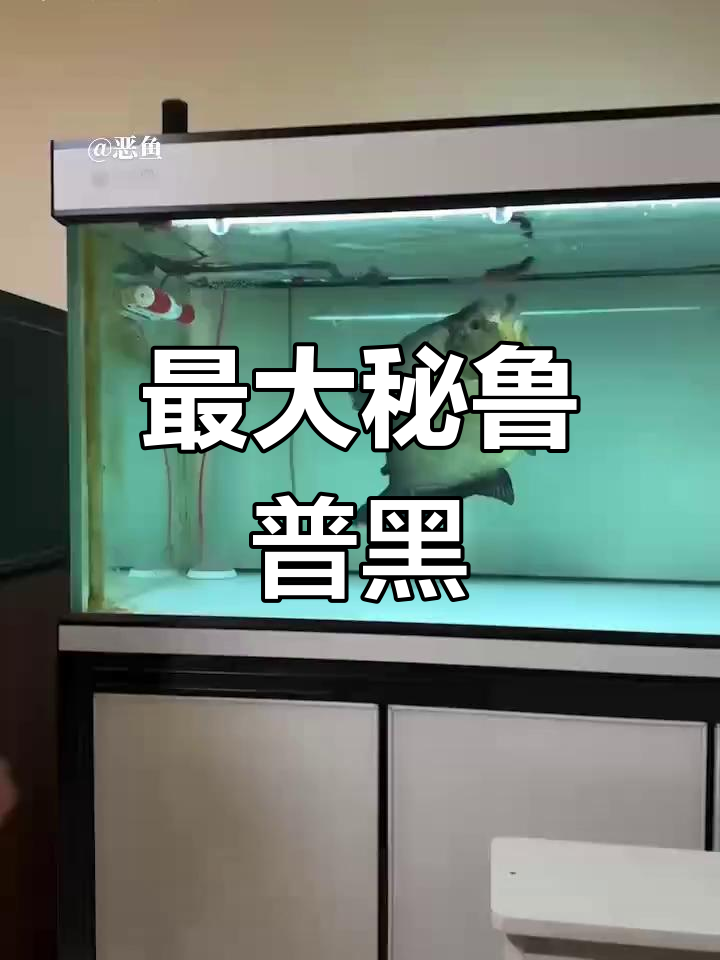 秘鲁普黑天花板,50cm巨型水虎鱼