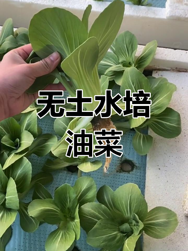 水里种菜,无土栽培技术大揭秘!下午3点直播教学