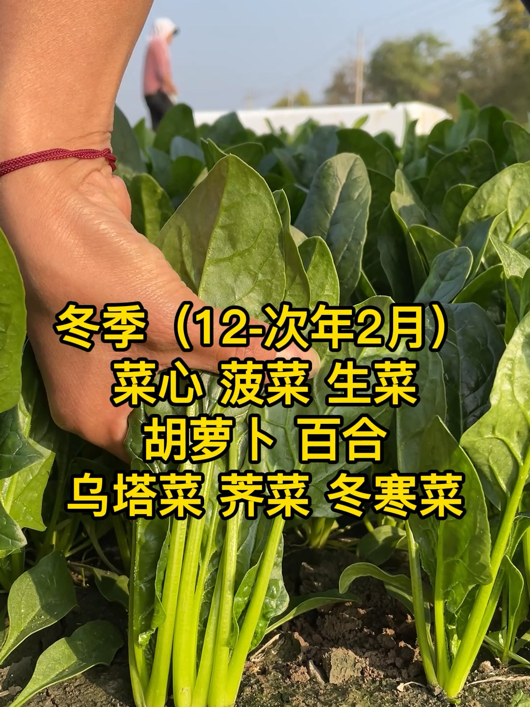 一年四季种植时间表来了