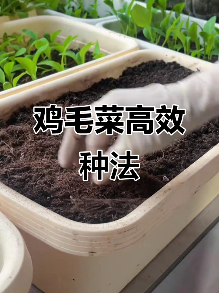 鸡毛菜爆盆种植技巧,轻松掌握沉浸式方法