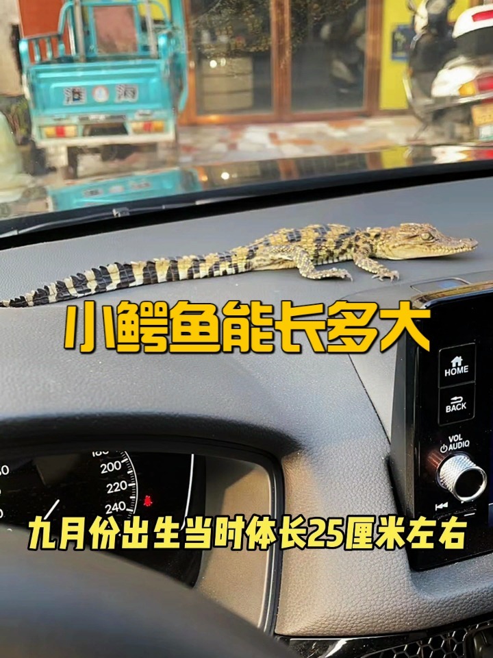 小鳄鱼能长多大?