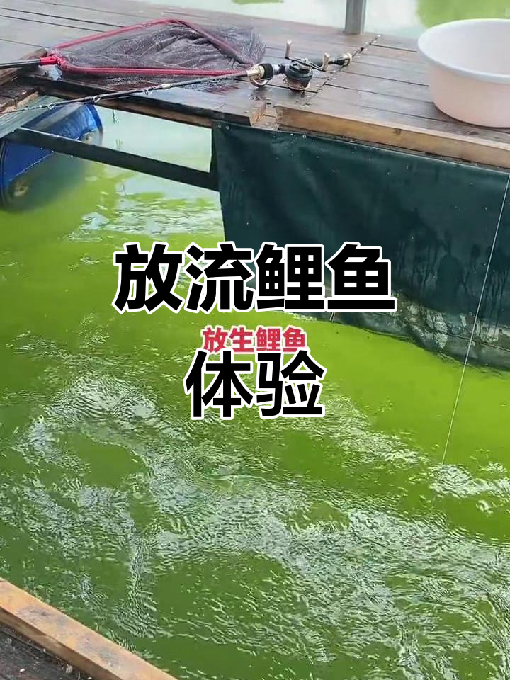 桥筏钓鲤鱼,挑战极限放生时刻