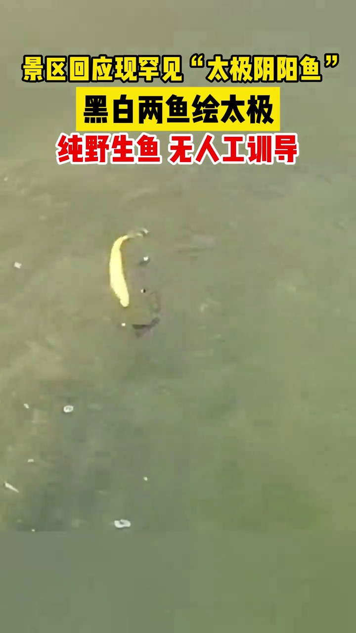 山西晋中景区回应现罕见“太极阴阳鱼”:纯野生鱼,无人工训导