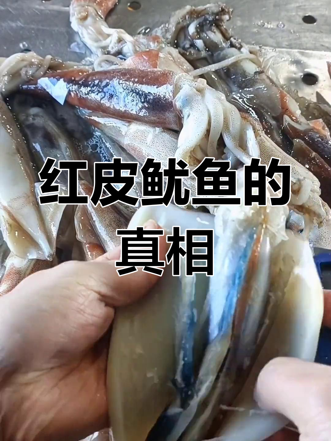 红皮鱿鱼新鲜揭秘,活体冷冻才呈现