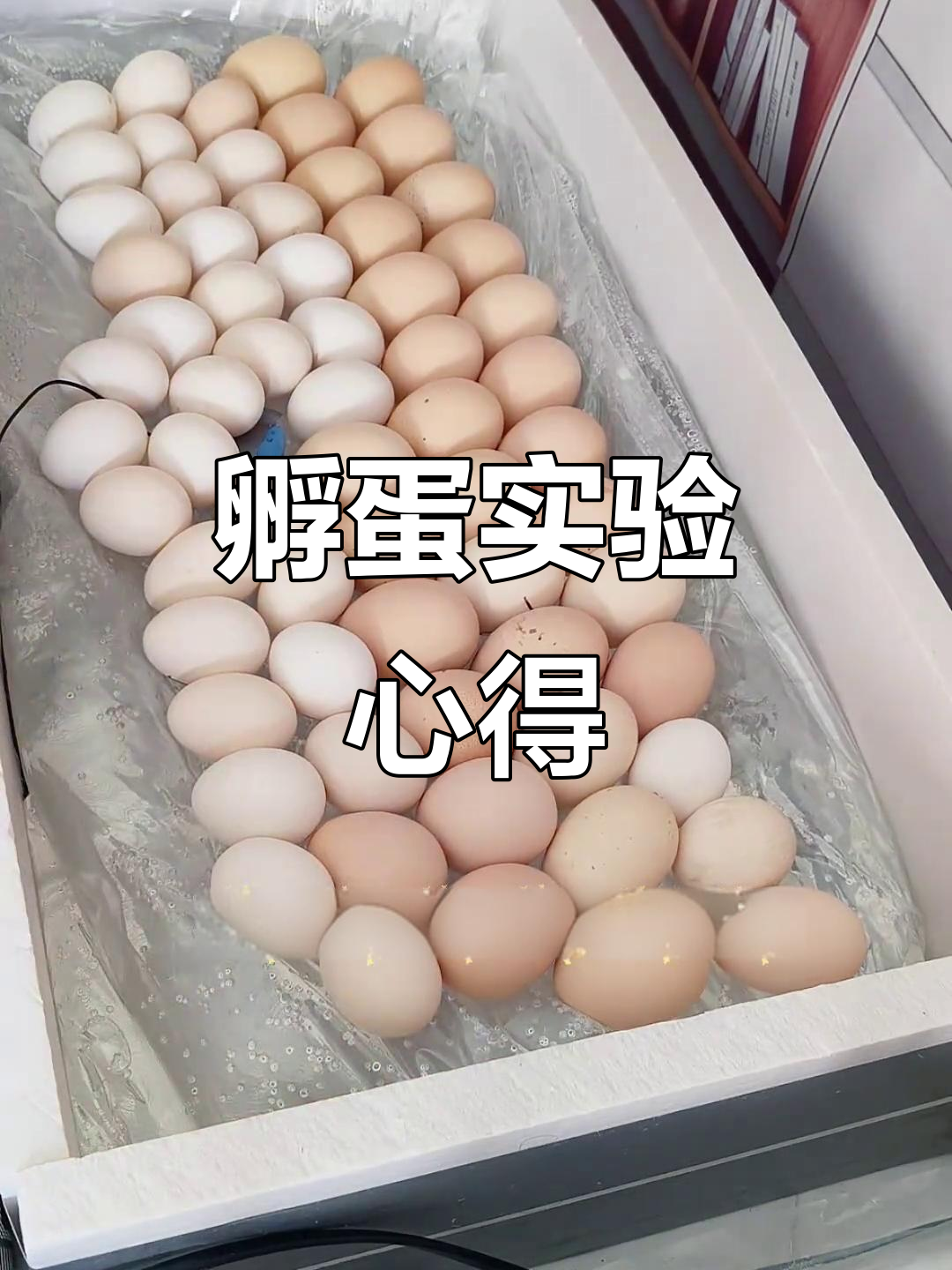 喷水孵化鸡蛋，试过多种蛋类，结果差异不大