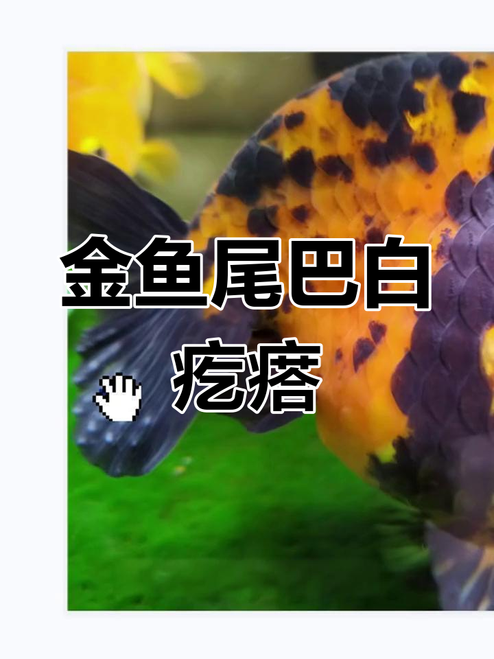金鱼尾巴感染原因及治疗