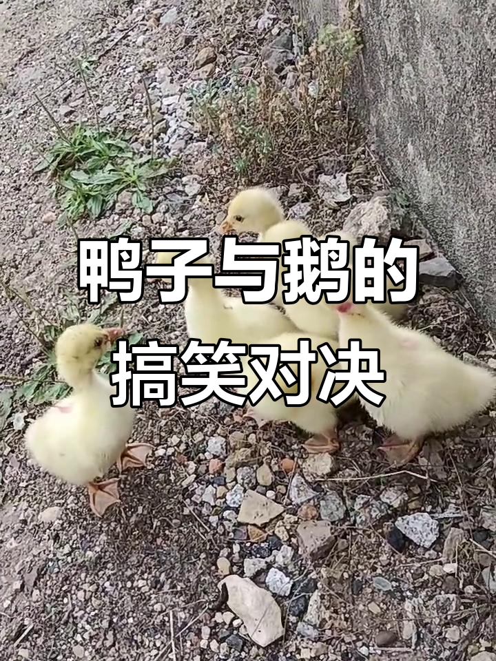 小黄鸭可爱大比拼,你是鹅还是鸭?