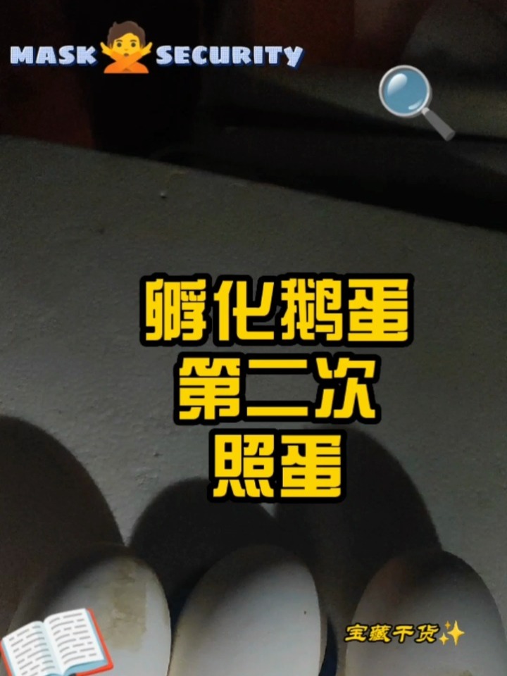 孵化鹅蛋20天再次照蛋,已经能看到小鹅了!