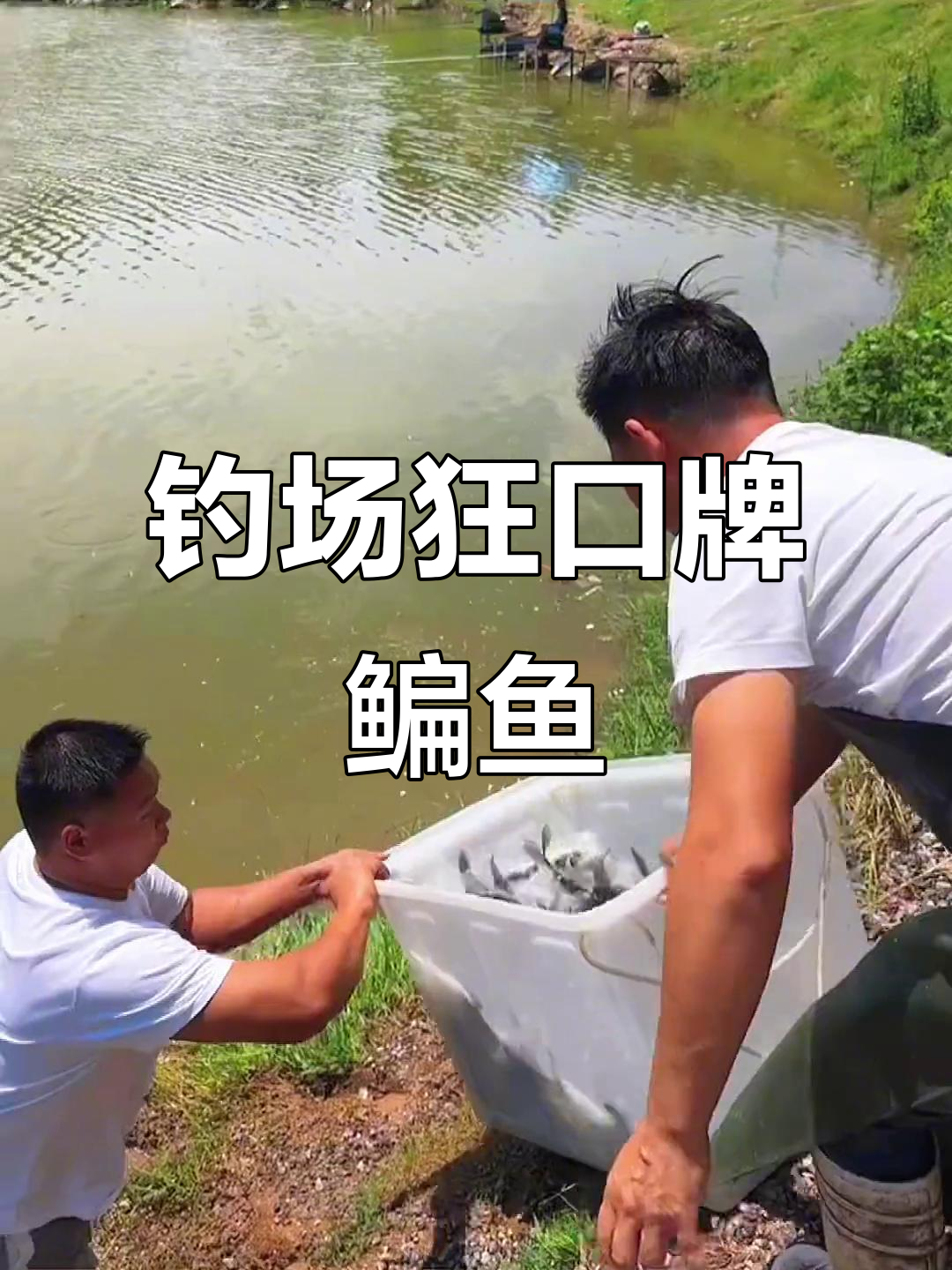 8月28日狂口牌鳊鱼入库,现场实拍钓鱼人收获满满