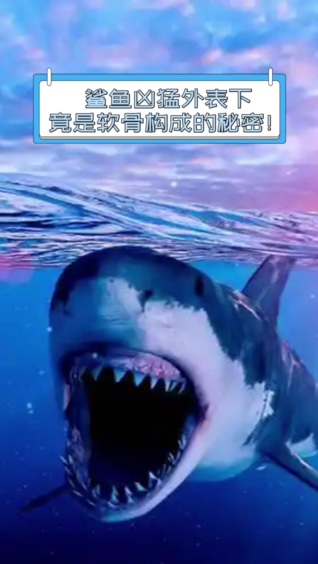 鲨鱼凶猛外表下,竟是软骨构成的秘密!