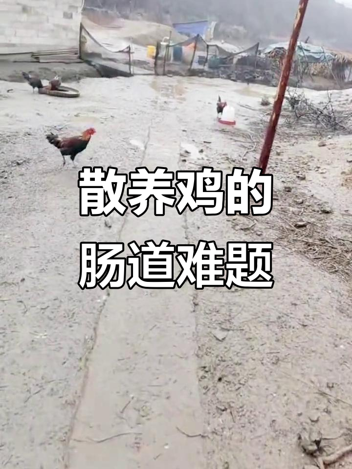 散养鸡的肠道问题:雨天环境难改善,腹泻风险高