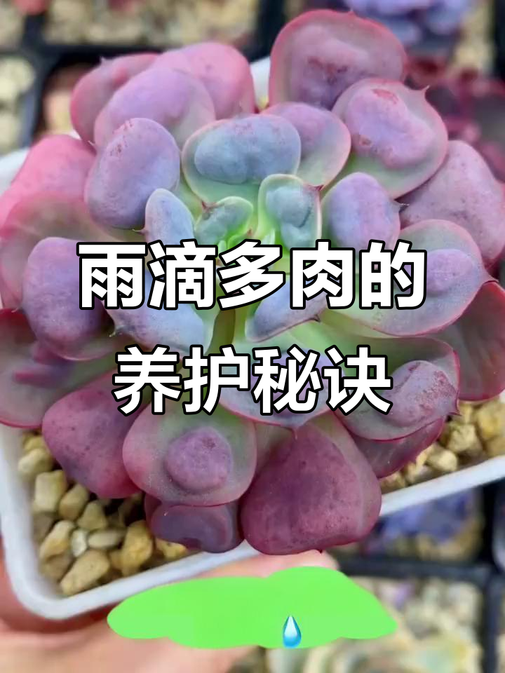 多肉雨滴:奇特叶片与养护技巧