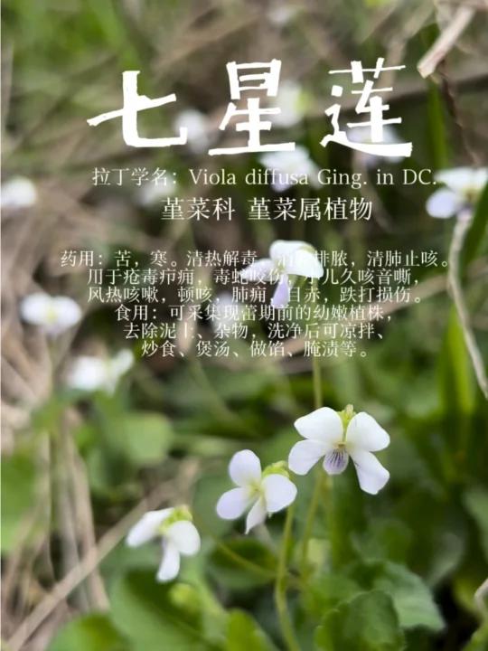 农村老人称它为“止咳草”的植物-七星莲