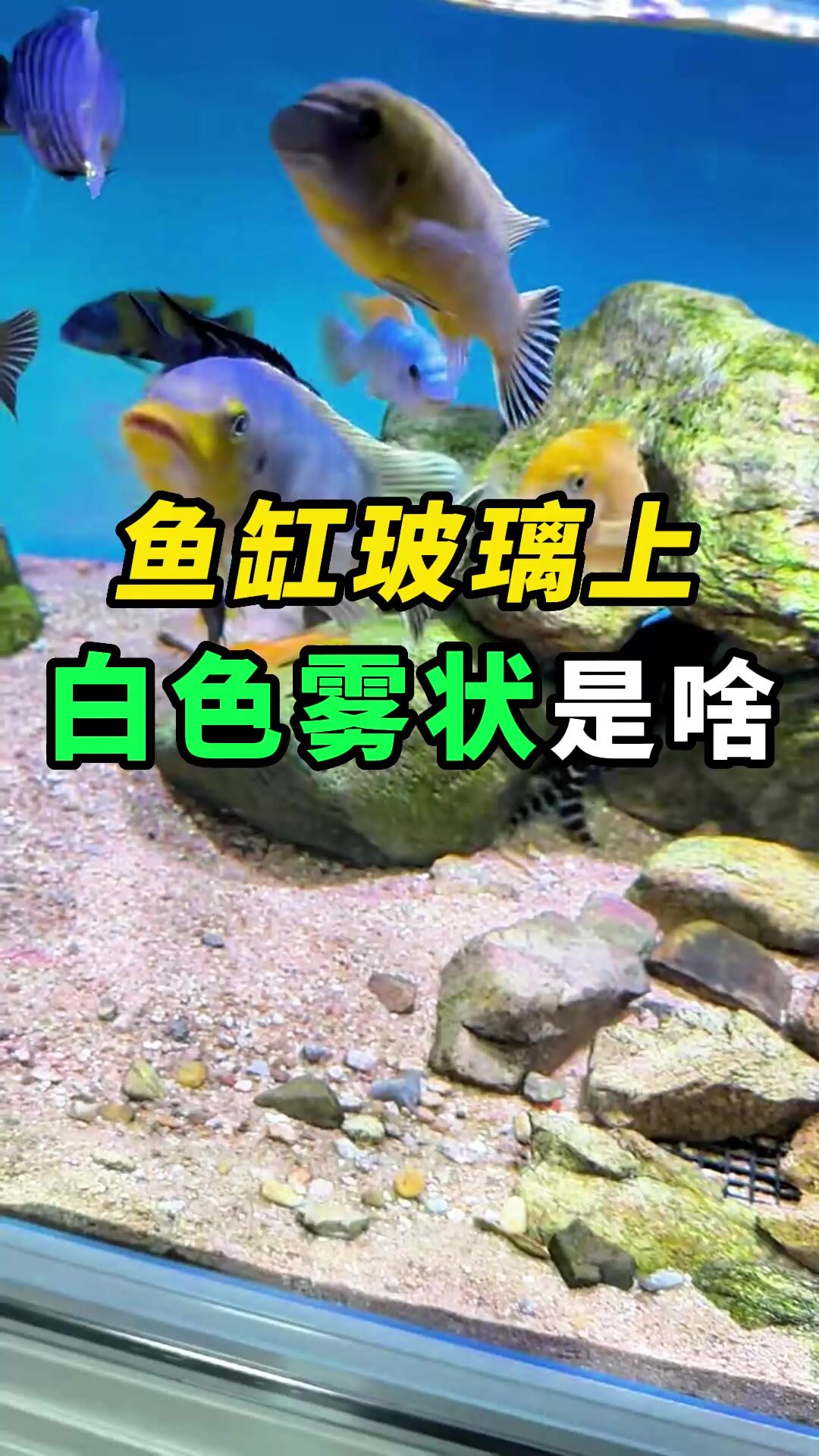 鱼缸玻璃上白色雾状东西是啥?
