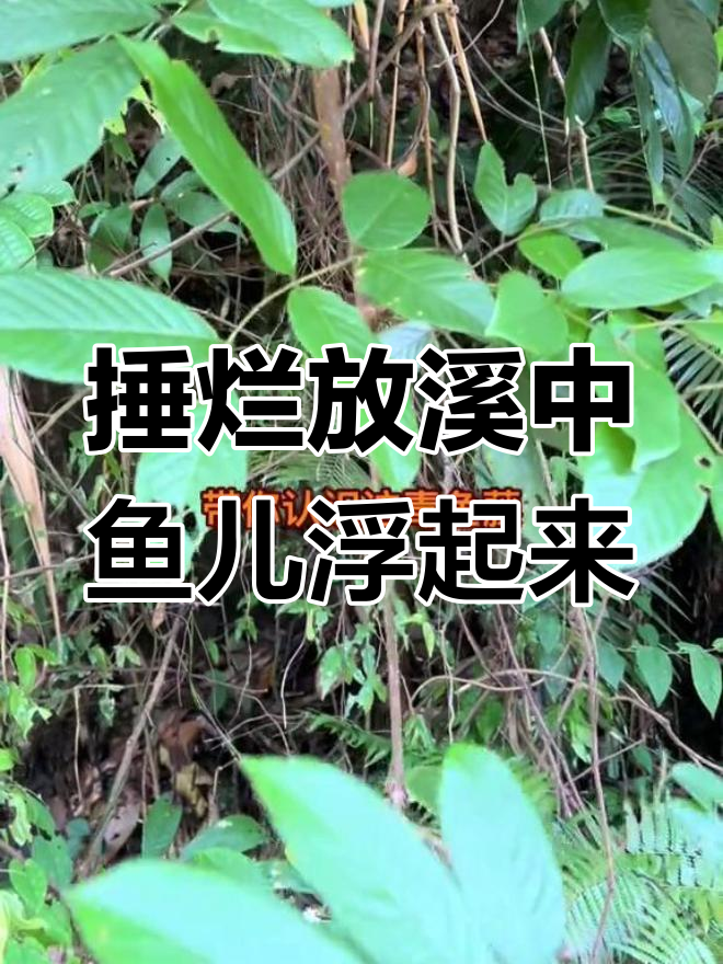 大山深处的天然馈赠:鱼儿漂起,毒鱼藤的神奇效果