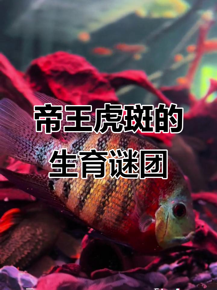 帝王虎斑鱼要生娃?性别大反转,男妈妈觉醒还是科学事故
