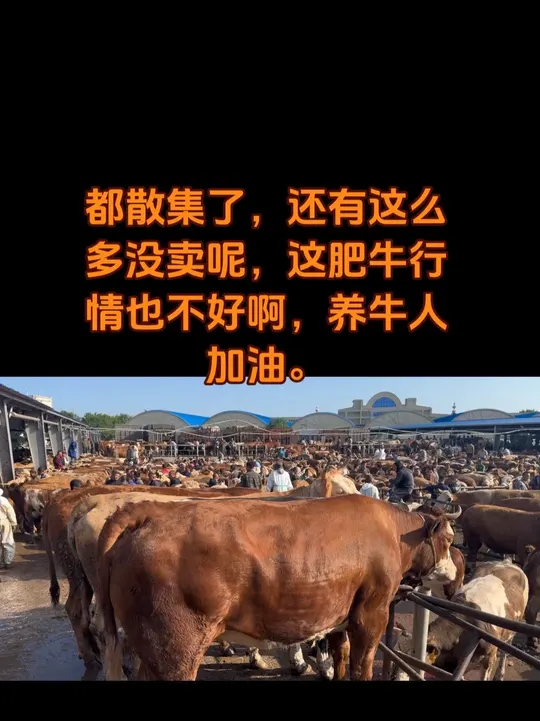 吉林长春牛集,农村养牛与肉牛价格的精彩碰撞