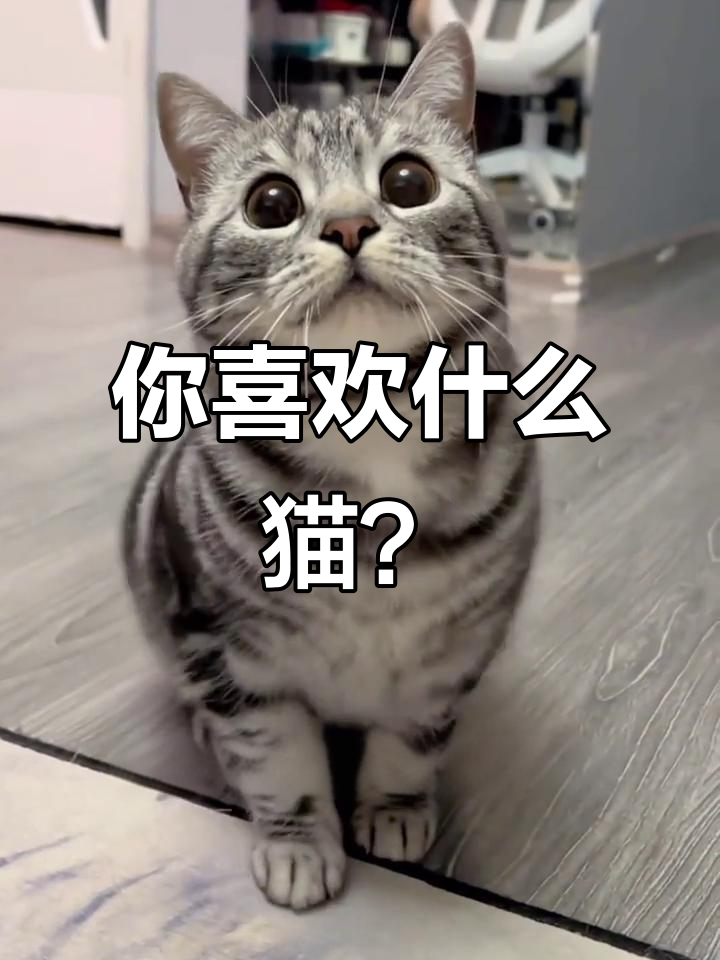 常见猫咪品种大揭秘,哪种最适合你?