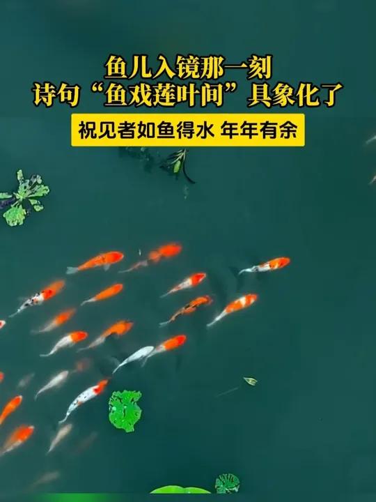 诗句“鱼戏莲叶间”具象化了!祝见者如鱼得水、年年有余!